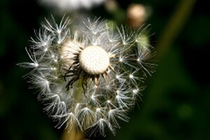 verblühte Löwenzahnblüte