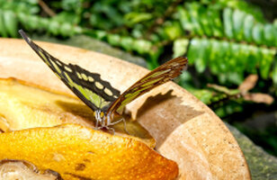Schmetterlingsschau Chemnitz