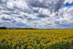 Sonnenblumenfeld